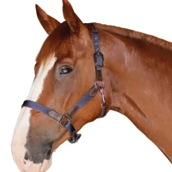 Licol nylon et cuir Flags&Cup