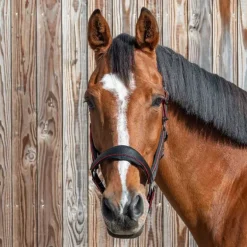 Licol nylon et mesh Stationata