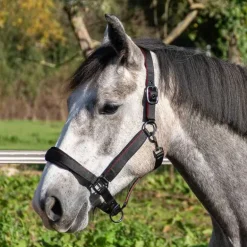 Licol nylon et mesh Stationata