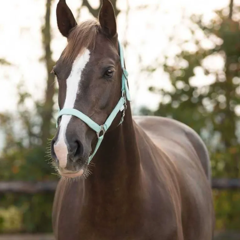 Licol nylon glissière Q-Essentials