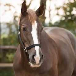 Licol nylon glissière Q-Essentials