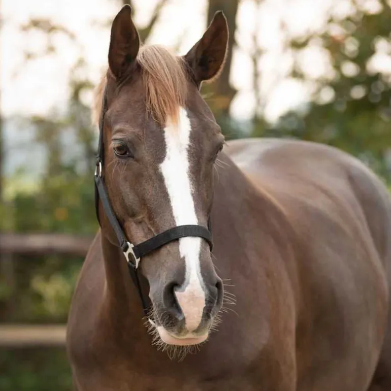 Licol nylon glissière Q-Essentials