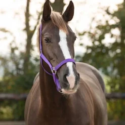 Licol nylon glissière Q-Essentials