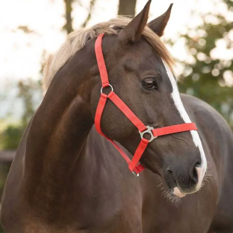 Licol nylon glissière Q-Essentials