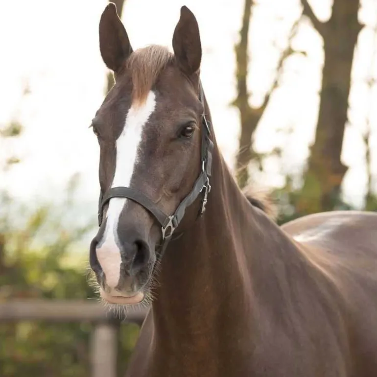 Licol nylon glissière Q-Essentials