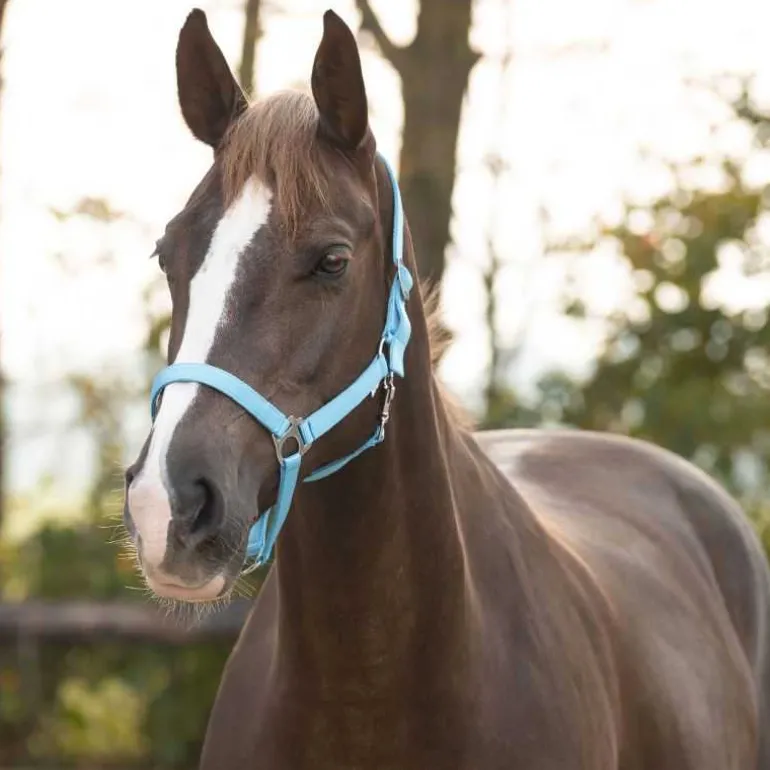 Licol nylon glissière Q-Essentials