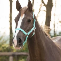 Licol nylon glissière Q-Essentials