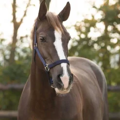 Licol nylon glissière Q-Essentials