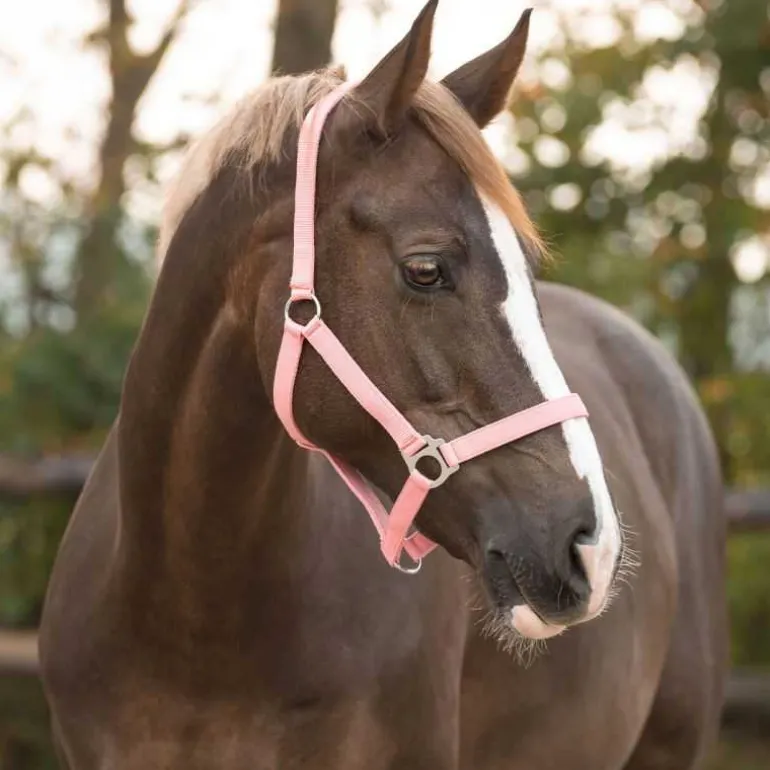 Licol nylon glissière Q-Essentials