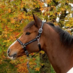 Licol nylon Special Stationata