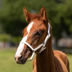 Licol poulain en cuir Chico QHP