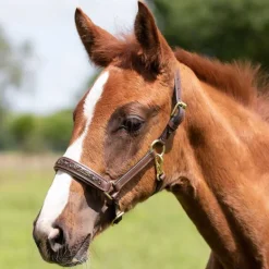 Licol poulain en cuir Lupine QHP