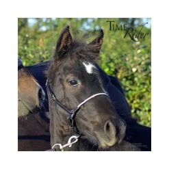 Licol poulain en cuir Stationata