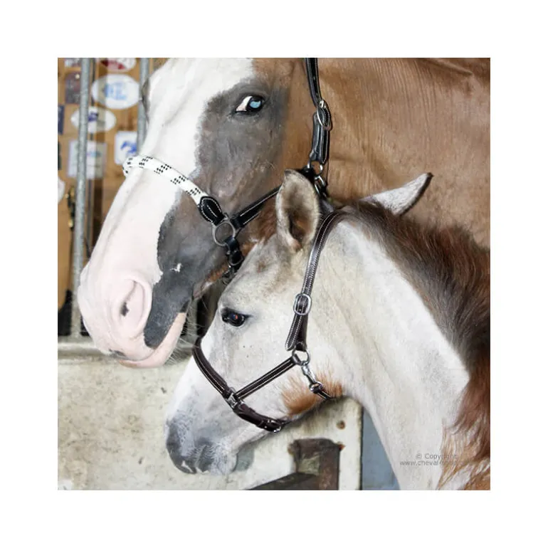 Licol poulain paddé Stationata