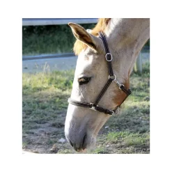 Licol poulain paddé Stationata