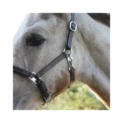 Licol poulain paddé Stationata