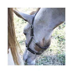 Licol poulain paddé Stationata