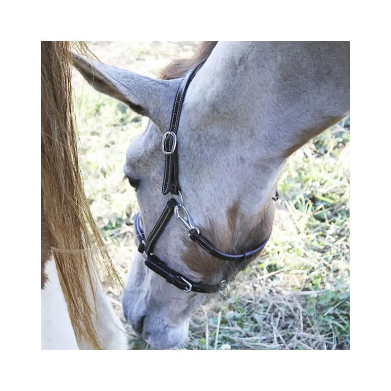 Licol poulain paddé Stationata