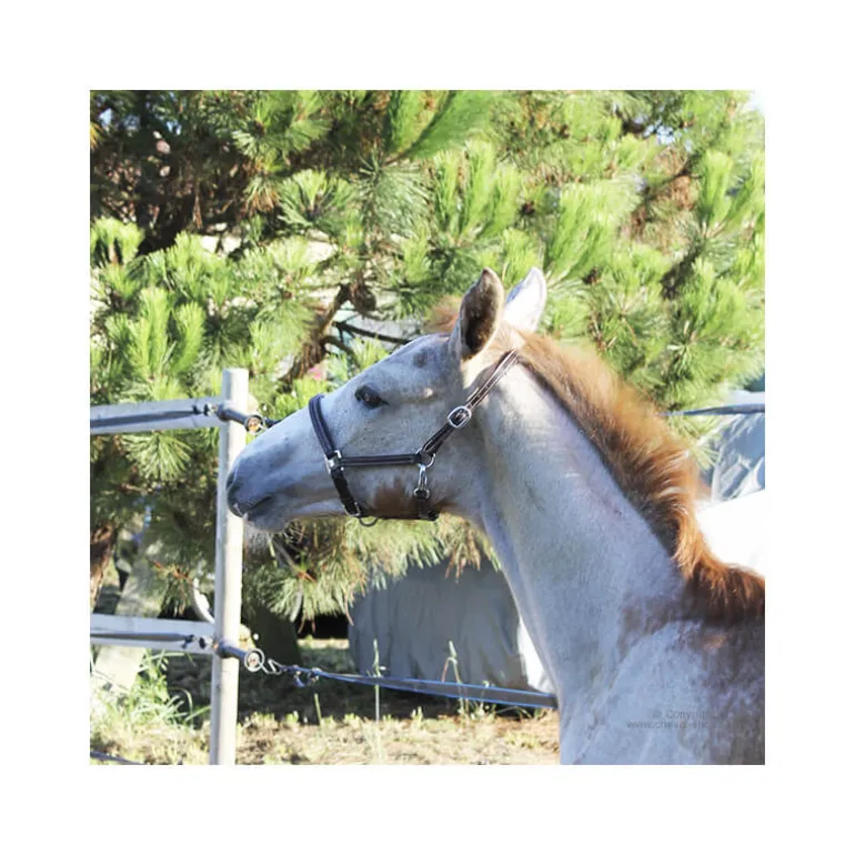 Licol poulain paddé Stationata