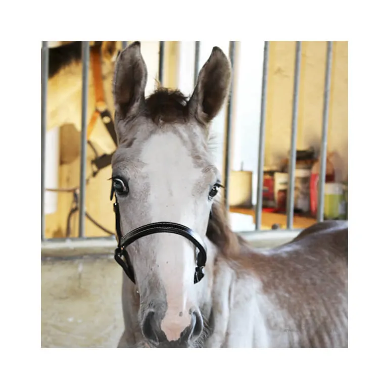 Licol poulain paddé Stationata