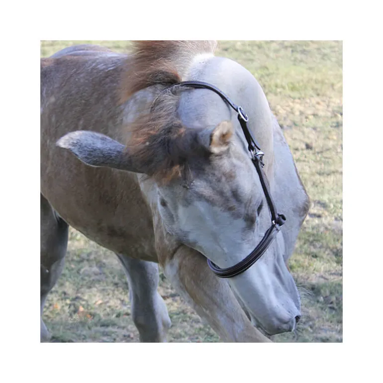 Licol poulain paddé Stationata