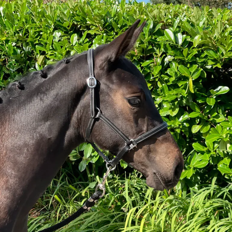 Licol poulain paddé Stationata