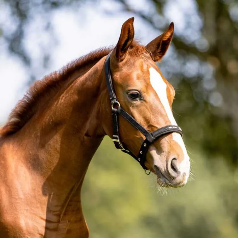 Licol poulain Performance Eskadron