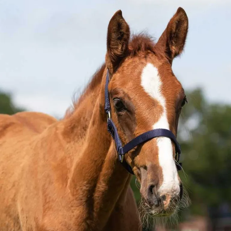 Licol poulain Q-Essentials