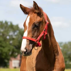 Licol poulain Q-Essentials