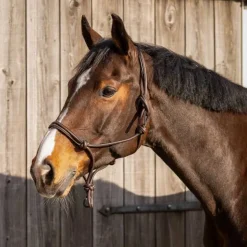 Licol éthologique cuir Liberta QHP