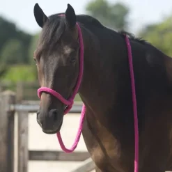 Licol éthologique QHP