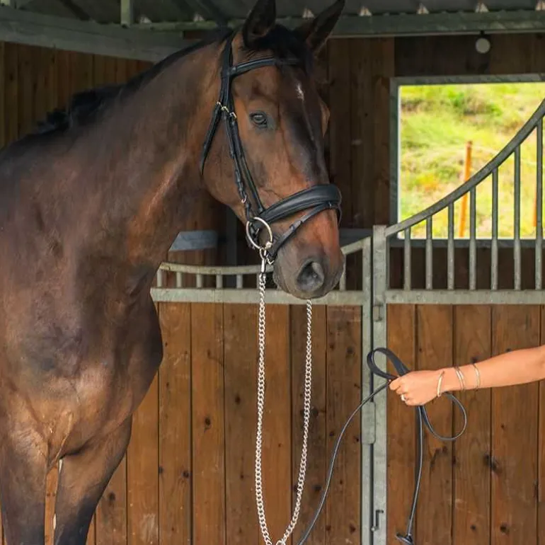 Longe de présentation Stationata