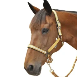 Set licol + longe lurex Canter