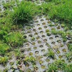 Tapis de sol Belmondo Flix sols naturels